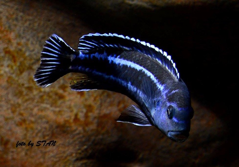 Pseudotropheus cyaneorhabdos 'Maingano Island'